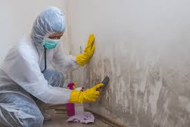 Mold Odor Removal Services in Bryson City, NC